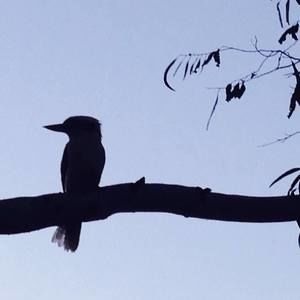 Meet your Posher, Tracey